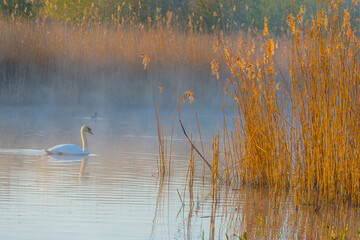 Reed along the edge of a foggy lake under a blue sky in sunlight at sunrise in winter, Almere, Flevoland, The Netherlands, April 4, 2023
