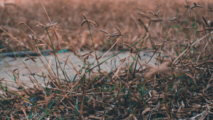Wild flowers growing in the meadow