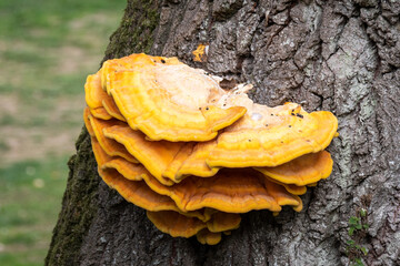 Layered tiers of the fruiting body known as Chicken of the woods, scientific name Laetiporus sulphureus, a bright yellow edible bracket fungi said to have the taste and texture of chicken when cooked
