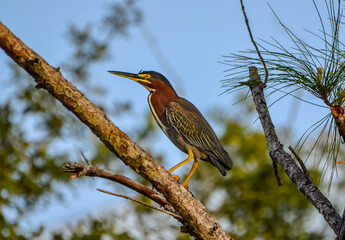 Coastal Wildlife - Green Heron, Wildlife in Orange Beach, Alabama, seen during Spring Break in March