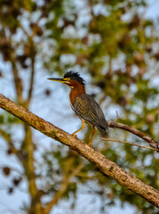 Coastal Wildlife - Green Heron, Wildlife in Orange Beach, Alabama, seen during Spring Break in March