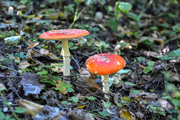 Red toad stools actual name - Fly Agaric (Amanita muscaria).
