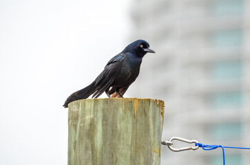 Boat-Tailed Grackle, Coastal Wildlife in Orange Beach, Alabama, seen during Spring Break in March