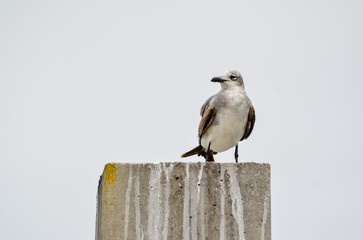 Seagull, Coastal Wildlife in Orange Beach, Alabama, seen during Spring Break in March