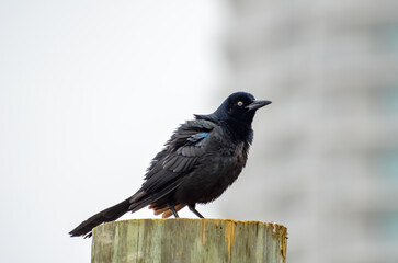 Boat-Tailed Grackle, Coastal Wildlife in Orange Beach, Alabama, seen during Spring Break in March