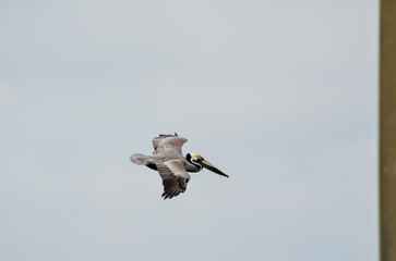 Pelican in Flight, Wildlife in Orange Beach, Alabama, seen during Spring Break in March