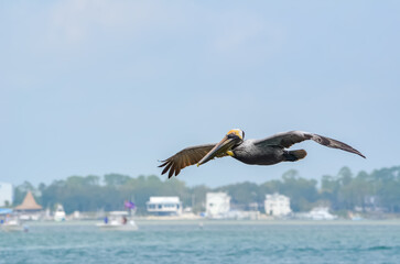 Pelican in Flight, Wildlife in Orange Beach, Alabama, seen during Spring Break in March