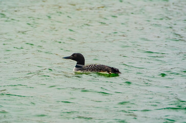 Diving Duck, Coastal Wildlife in Orange Beach, Alabama, seen during Spring Break in March
