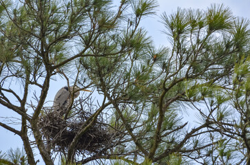 Great Blue Heron in Nest, Wildlife in Orange Beach, Alabama, seen during Spring Break in March