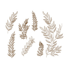 Hand drawn branches and leaves collection suitable for wedding ornaments