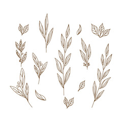 Fototapeta na wymiar Hand drawn branches and leaves collection suitable for wedding ornaments