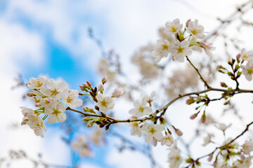入学・卒業シーズン：昼間の皇居・千鳥ヶ淵に咲く東京の桜の花のアップ（東京都千代田区）