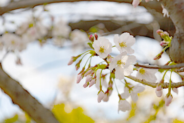 入学・卒業シーズン：昼間の皇居・千鳥ヶ淵に咲く東京の桜の花のアップ（東京都千代田区）