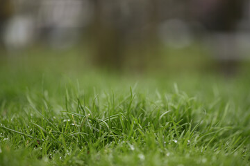 green grass with dew drops