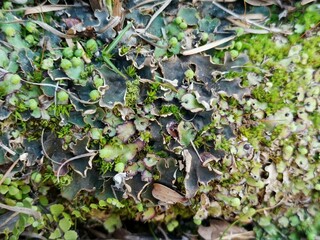 Trdaitional medicinal of kaghan Valley