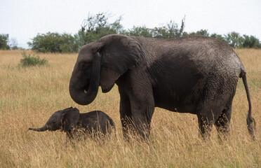Fototapeta na wymiar Eléphant d'Afrique, Loxodonta africana, gros porteur, Tanzanie