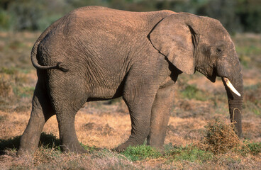 Fototapeta premium Eléphant d'Afrique, Loxodonta africana, gros porteur, Tanzanie