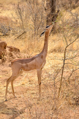 Naklejka na ściany i meble Gazelle de Waller, antilope girafe, gérénuk, Litocranius walleri, Parc national de Samburu, Kenya, Afrique