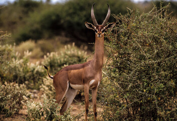 Gazelle de Waller, antilope girafe, gérénuk, Litocranius walleri, Parc national de Samburu, Kenya, Afrique