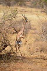Gazelle de Waller, antilope girafe, gérénuk, Litocranius walleri, Parc national de Samburu, Kenya, Afrique