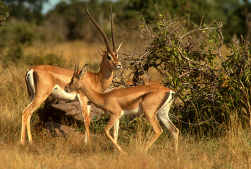 Gazelle de Grant, Nanger granti, Gazelle Rayney, Gazella raineyi, Kenya