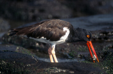 Huîtrier pie,.Haematopus ostralegus , Eurasian Oystercatcher