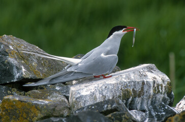 Sterne arctique,.Sterna paradisaea, Arctic Tern