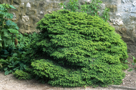 Sapin Nain, Picea Abies 'Nidiformis