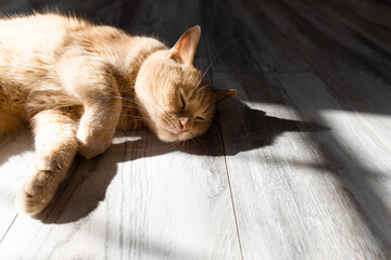 domestic cat basking in the sun lying on the floor.