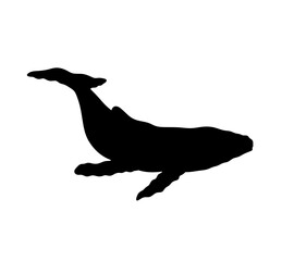 Vector isolated one single swimming floating whale  colorless black and white outline silhouette shadow shape