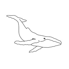 Vector isolated one single big large swimming whale  colorless black and white contour line easy drawing