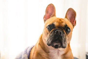 Portrait of a sleepy french bulldog at home, covered with a blanket, posing for dog photoshoot.