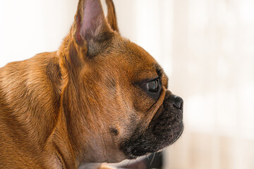 Portrait of a sleepy french bulldog at home, posing for dog photoshoot.