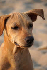 Portrait of Dog in beach. Closeup of head of young brown color dog sitting in the beach sand at evening time.