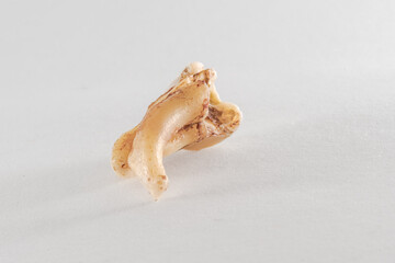 Upper wisdom tooth with curved root and decayed crown extracted and posed in a white background. 