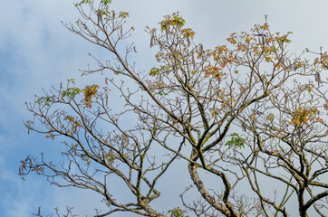 Tan, Yellow and Green Colors on a Tree Under Pastel Blue Sky with Cirrus Clouds.
