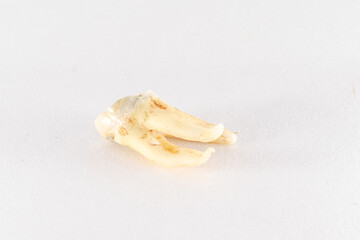 Fototapeta na wymiar Upper molar tooth completely destroyed decayed crown and curved roots in the apex posed on a white background. 