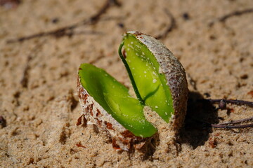 Germinating seed of Swartzia polyphylla tree, a buttress or plank roots tree native to Brazil. Brazilian name is Paracutaca. The seed is 10 cm long and grows on the banks of Rio Tapajos, Para, Brazil.