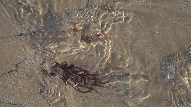 des algues sous l'eau qui coule