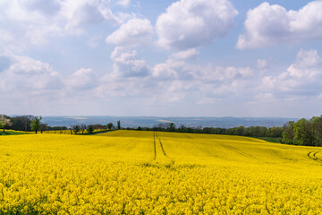 Panorama of rapeseed fields, in the countryside near Dresden in Germany. Blooming yellow canola flower meadows. Rapeseed harvest. Sunny summer day, blue sky and beautiful clouds