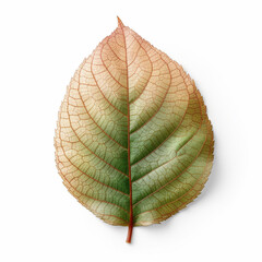 Obraz premium green leaf on white background