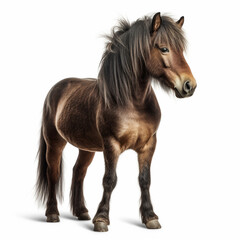 horse,pony on a white background