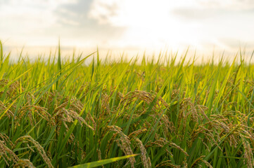 夕日に照らされる稲穂