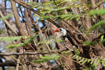 Calao &agrave; bec rouge perch&eacute; dans un acacia