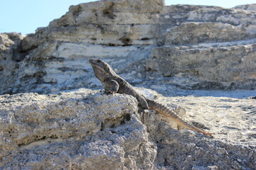 iguana on rock