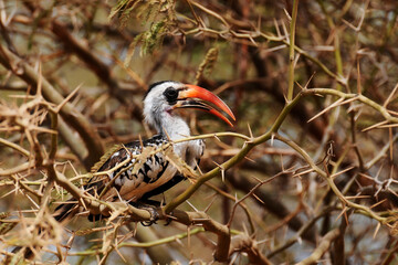 Calao à bec rouge perché dans un acacia