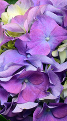 Blue purple hydrangea close up flower - 588813582