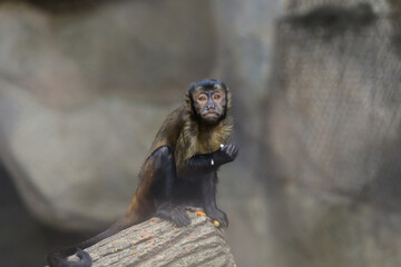 Adorable Black striped Capuchin sitting on the tree and Eating Fruits, Thailand
