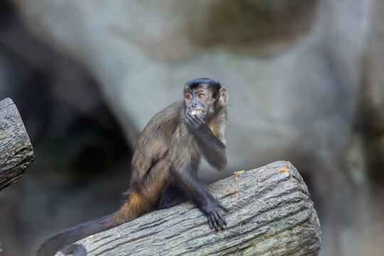 Adorable Black Striped Capuchin Sitting On The Tree And Eating Fruits, Thailand