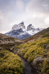 Fototapeta premium Vegetacion y montaña - Torres del paine